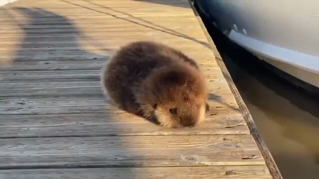 The baby sea otter rolls off the deck and returns to its mother's arms