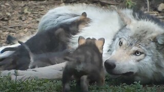 The bubbly little wolf cub nestled in his sister's arms and bit his ears. So cute!
