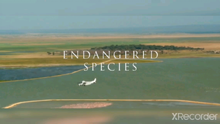 Endagered species