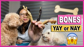 ARE BONE DOG CHEWS SAFE FOR TOY POODLES? | Poodle Mom