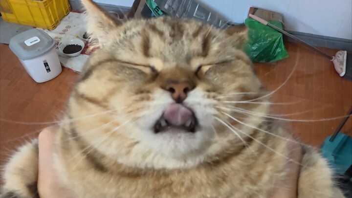 Meow