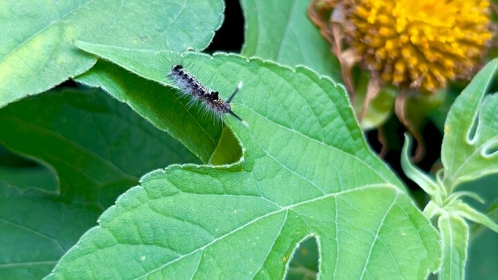 Small Creature, Big Journey | Caterpillar