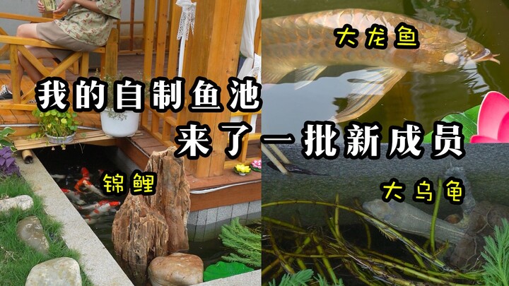 พอใส่ปลาตัวใหม่ลงบ่อ บ่อปลาทำเองของฉันก็คึกคักขึ้นมาทันที!