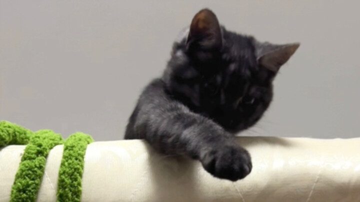 The kitten climbed to the top of the wardrobe and can’t get down, meowing and pawing at me for help.