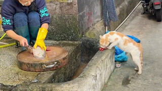 قط يتسول بالاعتماد على قدراته