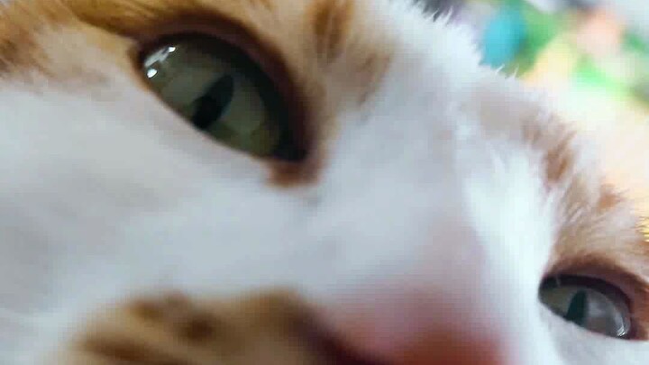 Đừng mua đủ thứ que chọc mèo kỳ quặc làm gì~