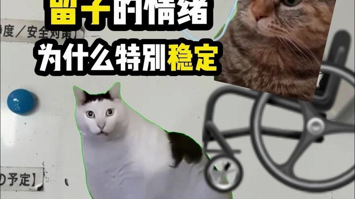 【Meme kucing】Kenapa perasaan Riko terlihat selalu begitu stabil?