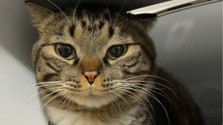 Mèo con cũng khóc vì táo bón à?