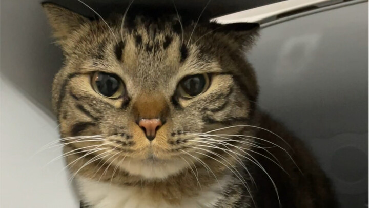 ลูกแมวตัวน้อยก็ร้องไห้เพราะท้องผูกเหมือนกันเหรอ?