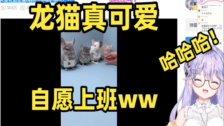 这几个小龙猫是自愿上班的吗