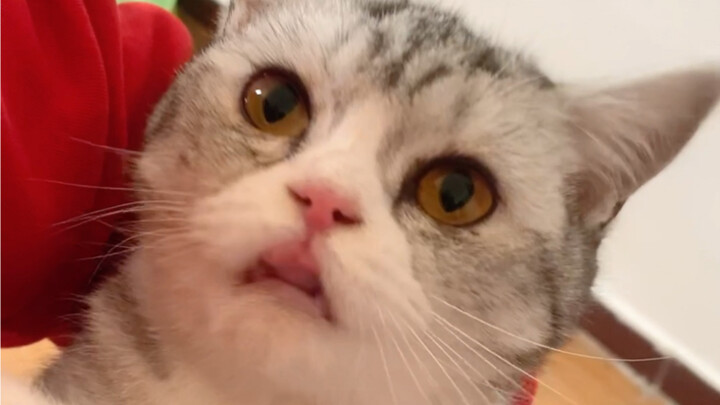 Pet Desensitization Training Tutorial