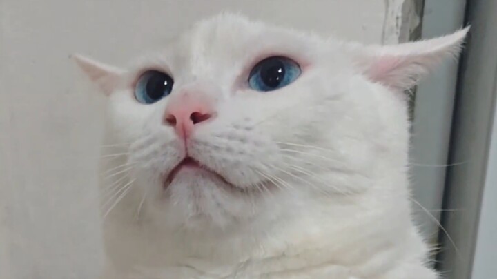 Annoying to Cats