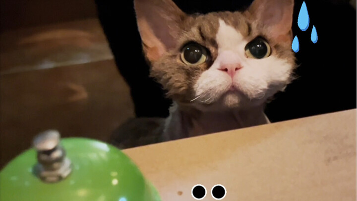 Ternyata kucing juga bisa syuting drama situasi! Hahaha!