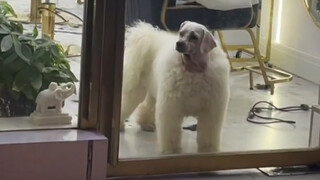 “Dog: Who taught you to shave like this?!”