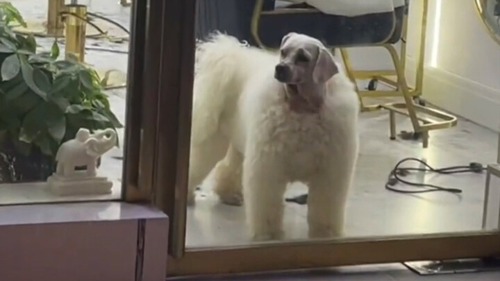 “Anjing: Siapa yang ngajarin kamu cukur kayak gini?!”