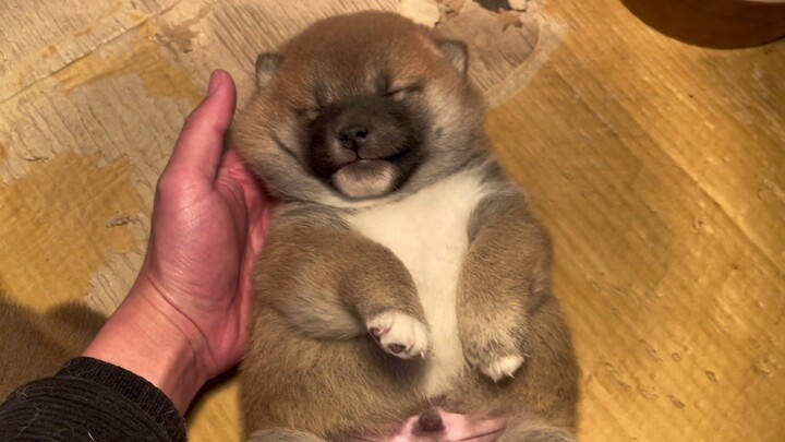 ทั้งครอบครัวสามคนนอนเฉยหมด ทั้งลูกไม่กินนม แม่หมาก็ไม่สนใจลูกแล้ว หลับกันไปหมดเลย