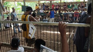 yellow legged hatch in action