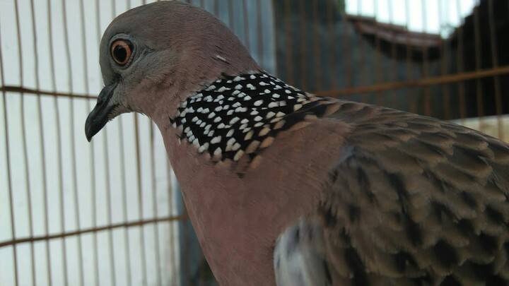 Suara Derkuku memanggil dan nguku