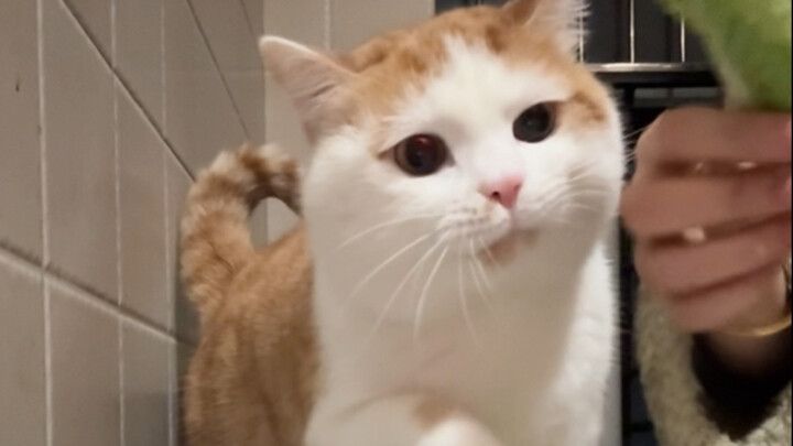 每次一拿菜 可把猫猫急坏了