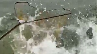 Con cá này sao mà tức vậy?