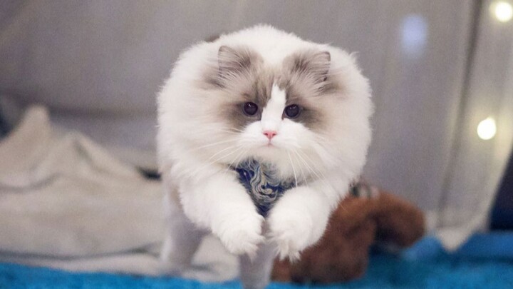 【Mèo Ragdoll】Bật mí độc quyền: Một chú mèo con ở nhà khi buồn chán thường làm những gì?