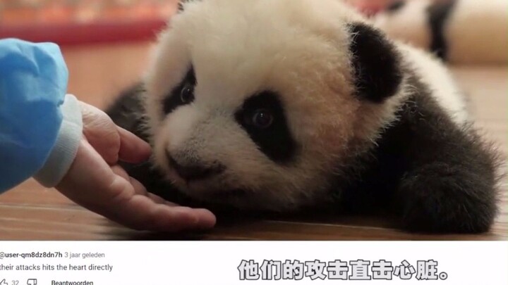 A zookeeper pets a “aggressive” panda, leaving the foreigner stunned: I’m already trembling!