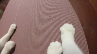 لقد كنت متوترة للغاية عندما كنت قطة للمرة الأولى