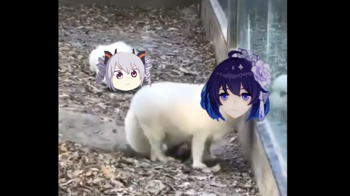 [Honkai Impact 3] Bronya: Sieghild sudah tiada, tiada, tiada???