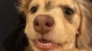 Let's take a look at these adorable puppy teeth—they really resemble little ducklings and tiny glove