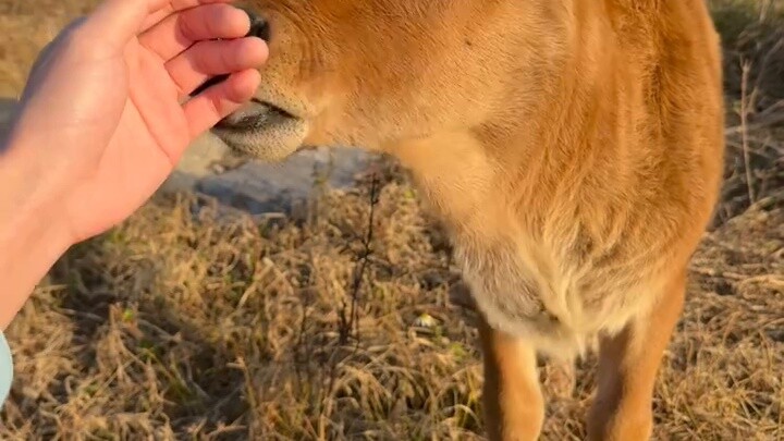 เมื่อผมใช้สูตรลูบแมวกับวัว