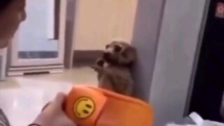 东北人教训扒垃圾桶的狗，像极了我妈在骂我