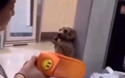 东北人教训扒垃圾桶的狗，像极了我妈在骂我