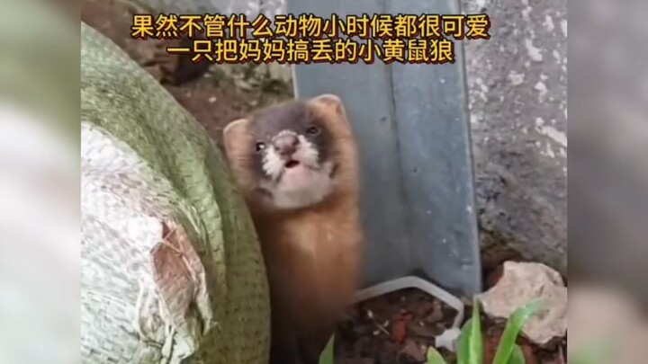 As expected, all animals are adorable as youngsters: a little weasel that got separated from its mom