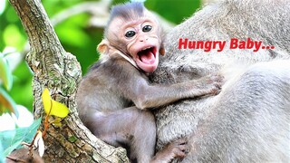 How Pitiful This Poor Baby Monkey Is! Baby Millie Showing Her Hungriness, Rana Ignores Her