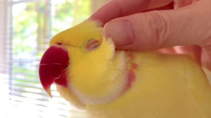 Big banana is cute, tickle tickle