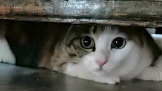 Saya sangat curiga bahwa perilaku "petak umpet" ini bisa menular di antara kucing! Pastikan tonton s