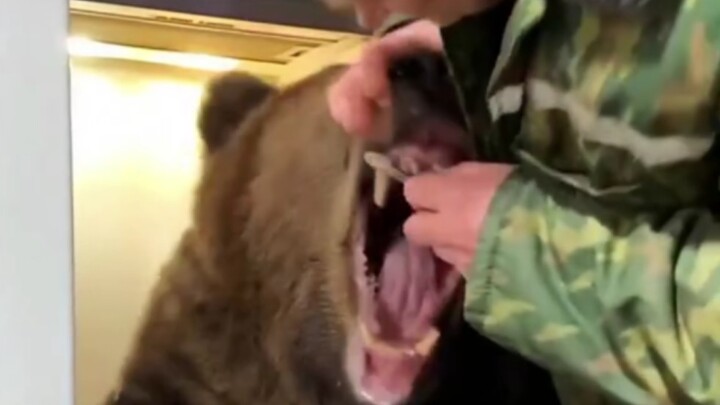 Người Nga đánh răng cho gấu