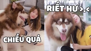 Khi bạn có 1 chú chó TRONG MẮT CHỈ CÓ MÌNH MẸ thì có trải nghiệm ntn | Pets TV