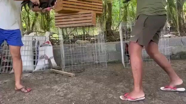 Joe goode vs Kelso velcro x