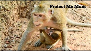 Protect Me Mum!!, Baby Monkey Dakota Scare Big Monkey Bite Again, Dakota Is Better Can Play Again