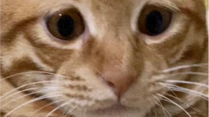 Late-Night Review of Xiao Ba with Da Ju