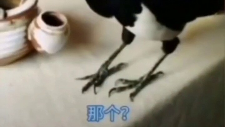 Delivery Guy: I never would’ve guessed I’d get outsmarted by a bird!