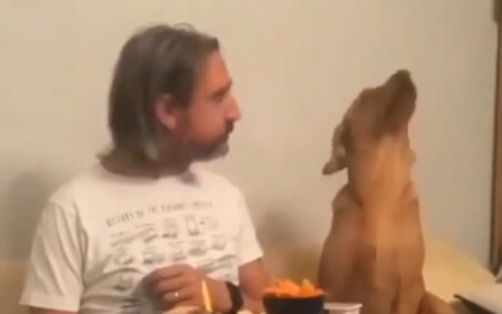 Doggy: I want to eat it, but I don’t want to make it so obvious…