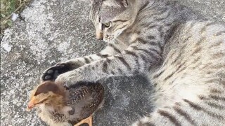 Kitten: Go away