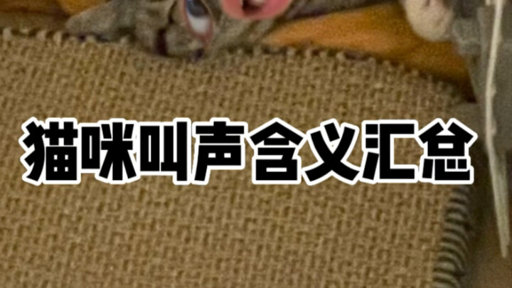 Tổng hợp ý nghĩa các tiếng kêu của mèo