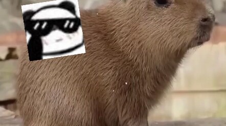 كابيبارا يتصرف بريبة