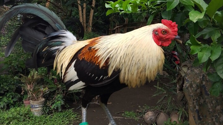 1st time sumayaw ng San grey x Sbr.