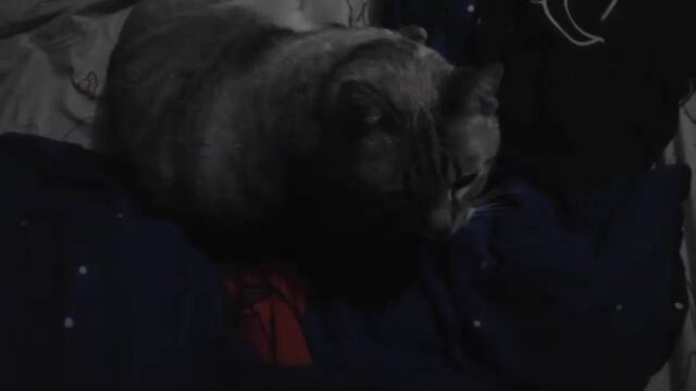 Bad Video Performance Can't Beat Cute Cat!!