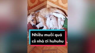 Nhiều muỗi quá. Tội các con huhu. cunyeucuadua chó chócon chókhôn chócute