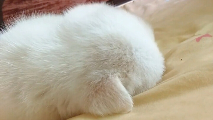ฉันคิดว่ามันตายแล้ว แต่กลับเกิดใหม่อีกครั้ง